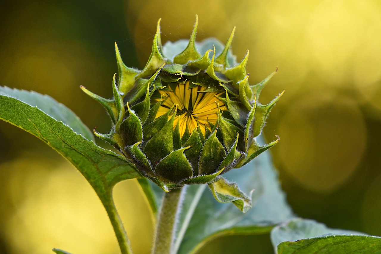 Perennial Plants - The Eco-friendly Choice for Gardeners
